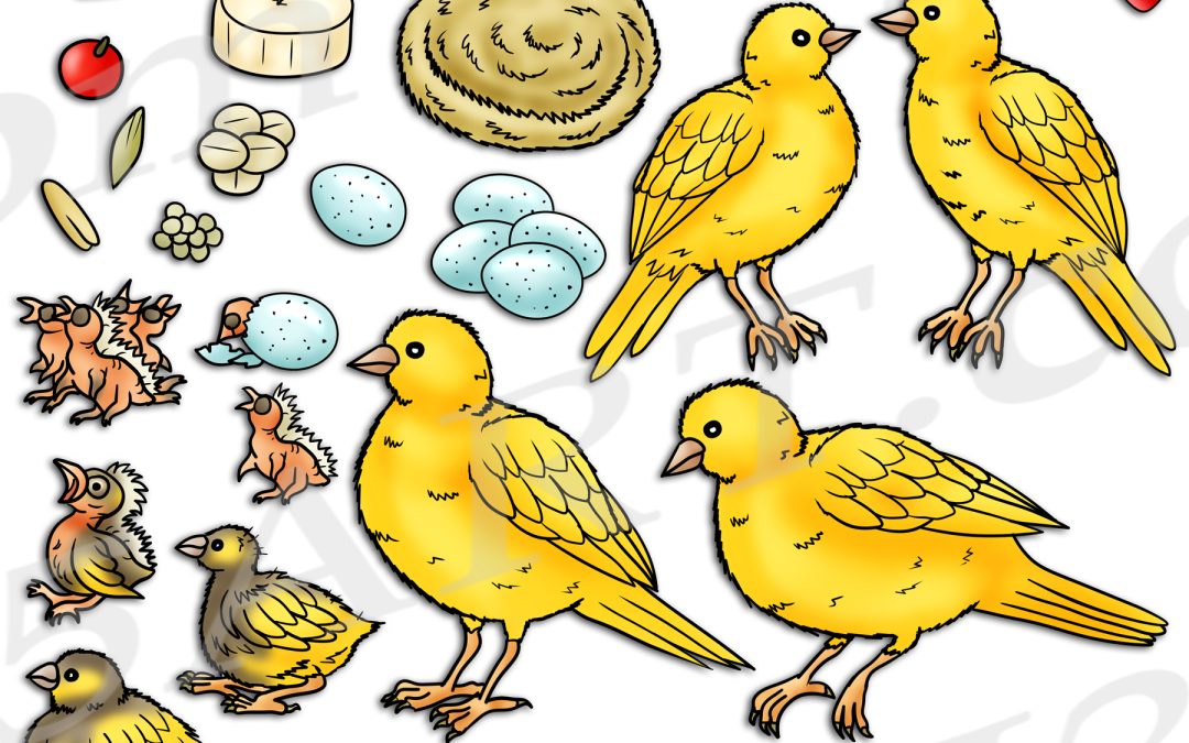 Canary Life Cycle Clipart Set Download