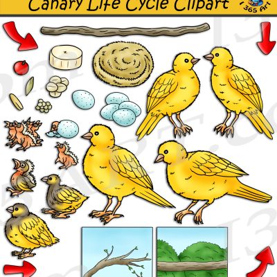 Canary Life Cycle Clipart