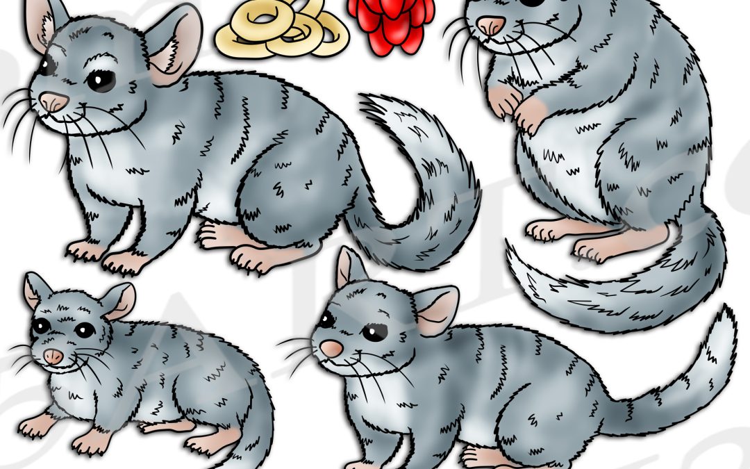 Chinchilla Life Cycle Clipart Set Download