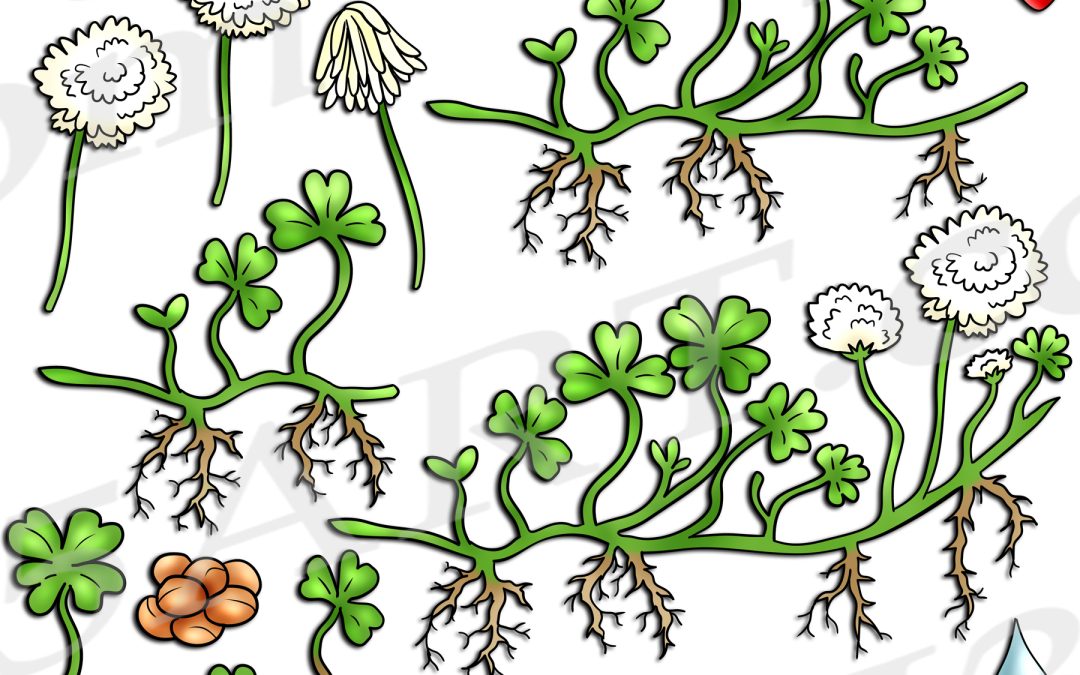 Clover Life Cycle Clipart Set Download