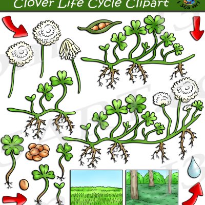 Clover Life Cycle Clipart