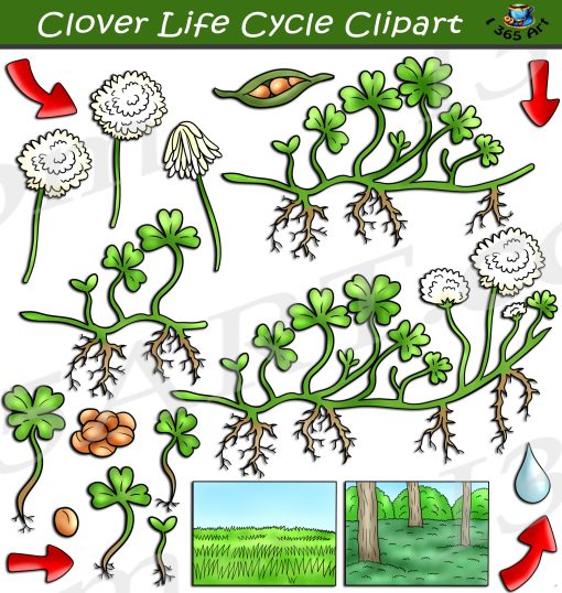 Clover Life Cycle Clipart