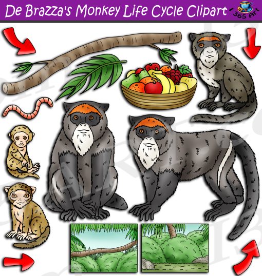 De Brazza's Monkey Life Cycle Clipart