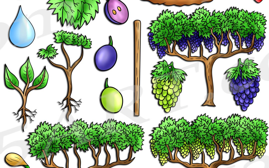Grapevine Life Cycle Clipart Set Download