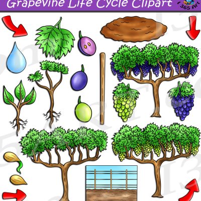 Grapevine Life Cycle Clipart