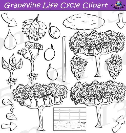 Grapevine Life Cycle Clipart