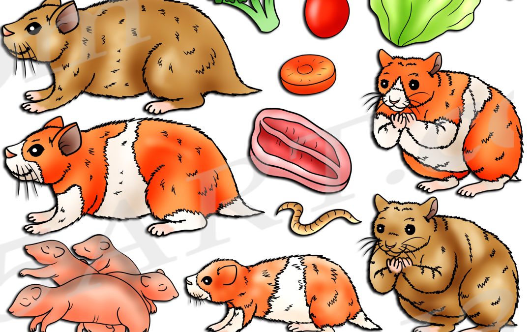 Hamster Life Cycle Clipart Set Download