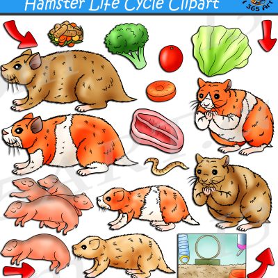 Hamster Life Cycle Clipart