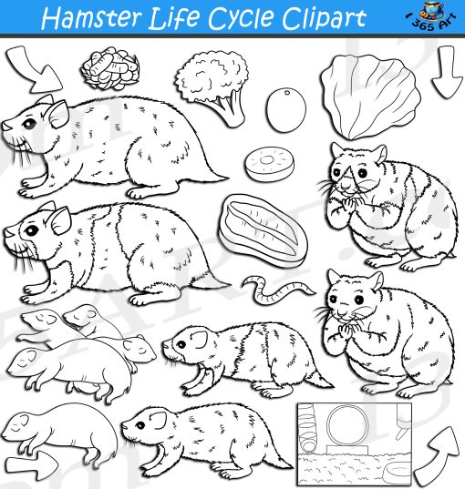 Hamster Life Cycle Clipart