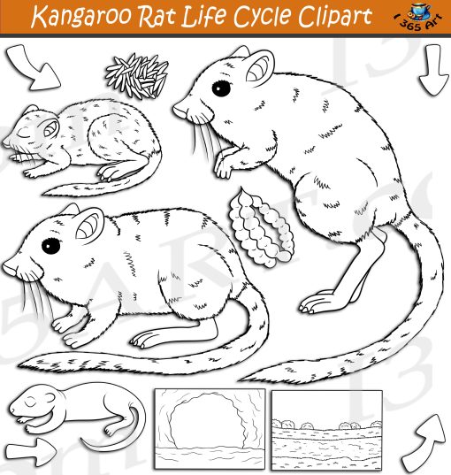 Kangaroo Rat Life Cycle Clipart
