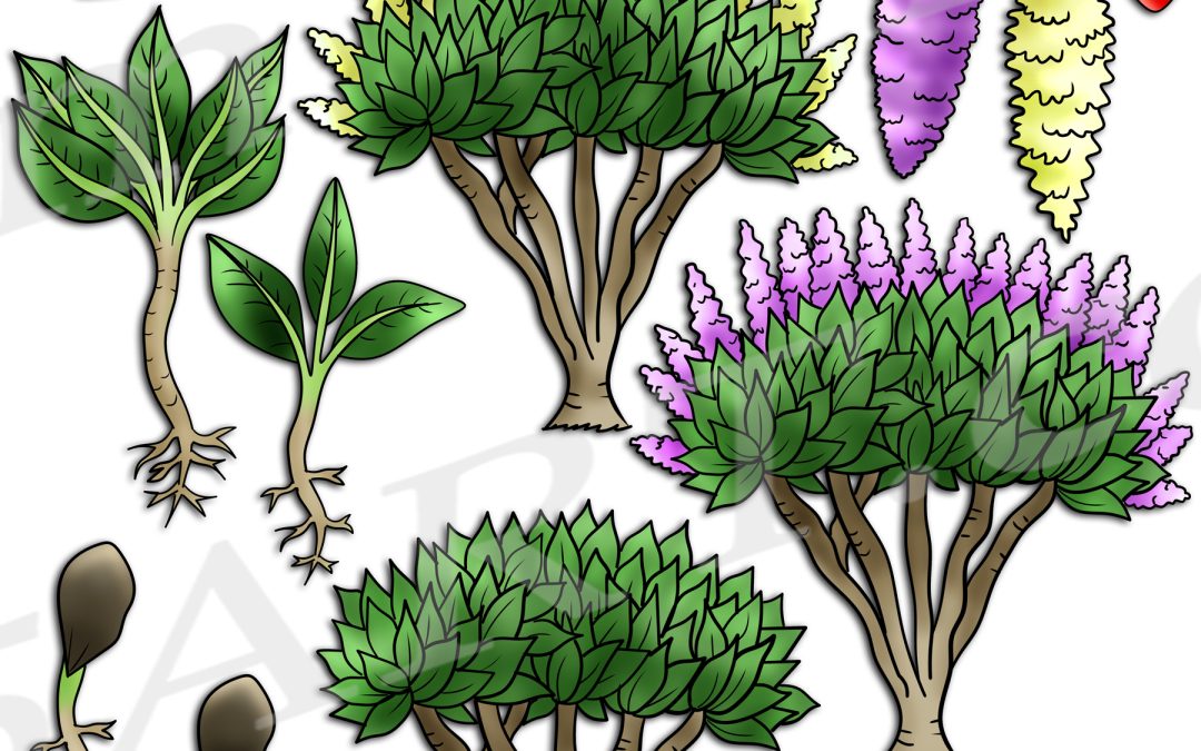 Lilac Bush Life Cycle Clipart Set Download