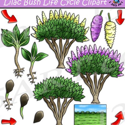 Lilac Bush Life Cycle Clipart