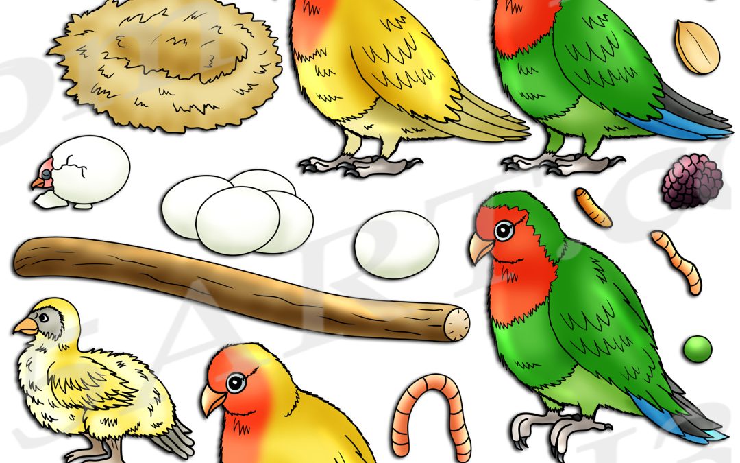 Lovebird Life Cycle Clipart Set Download