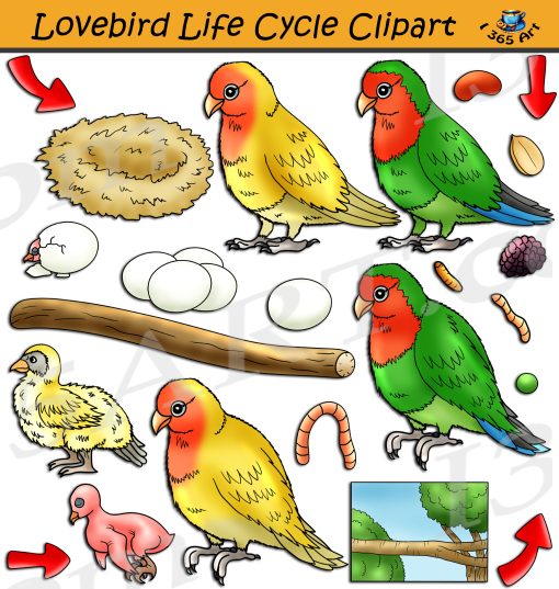 Lovebird Life Cycle Clipart