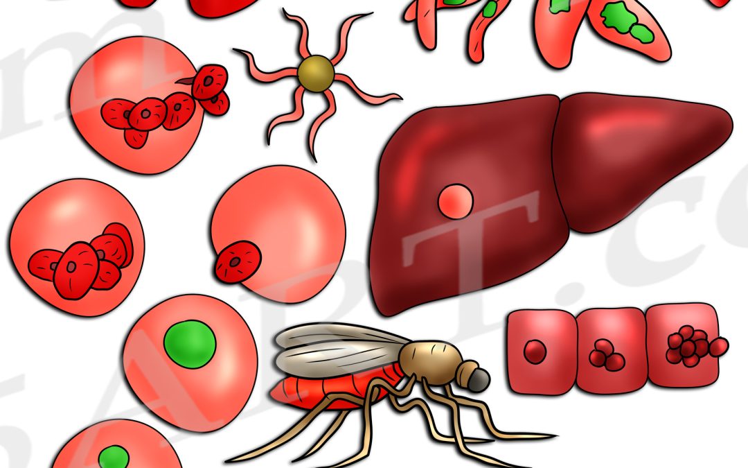 Malaria Parasite Life Cycle Clipart Set Download