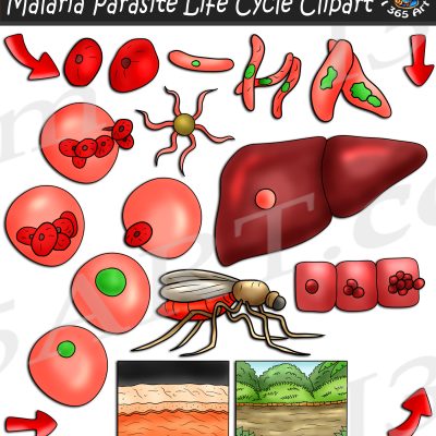 Malaria Parasite Life Cycle Clipart