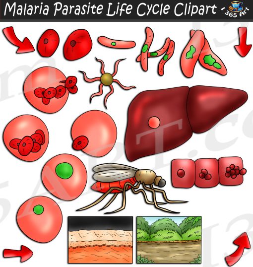 Malaria Parasite Life Cycle Clipart