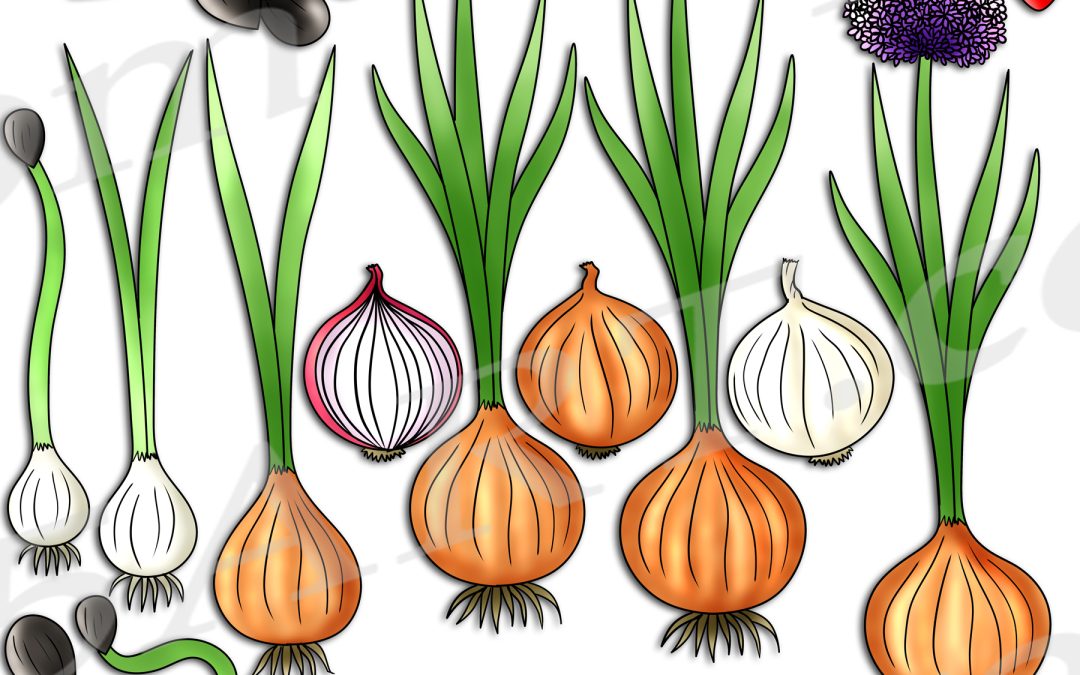 Onion Life Cycle Clipart Set Download