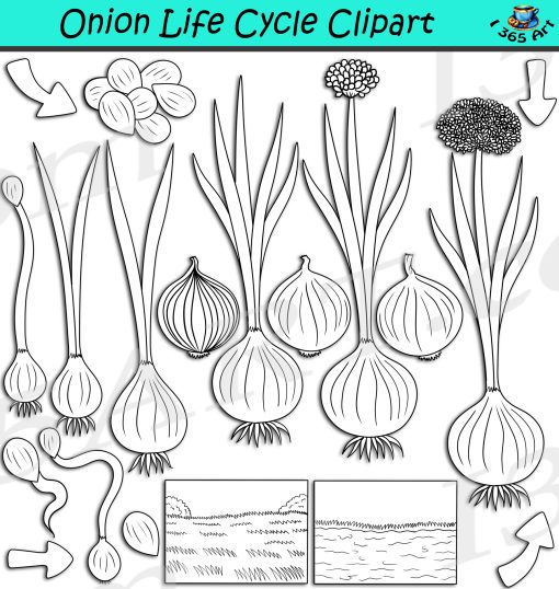 Onion Life Cycle Clipart