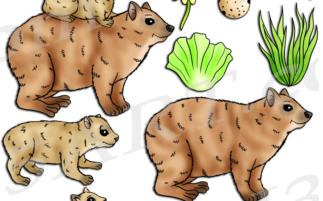 Rock Hyrax Life Cycle Clipart Set Download
