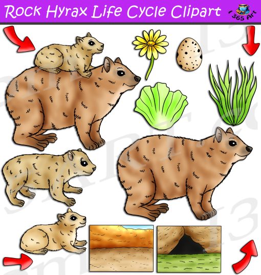Rock Hyrax Life Cycle Clipart