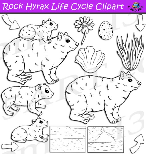 Rock Hyrax Life Cycle Clipart