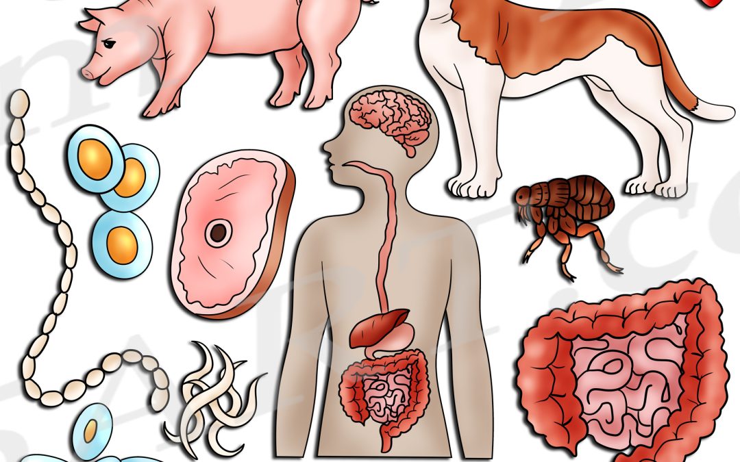 Tapeworm Life Cycle Clipart Set Download