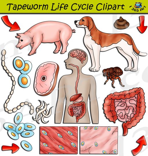 Tapeworm Life Cycle Clipart