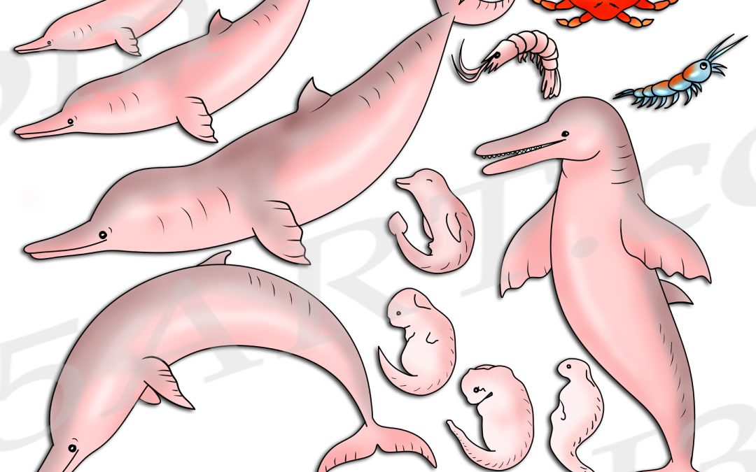 Amazon Pink River Dolphin Life Cycle Clipart Set Download