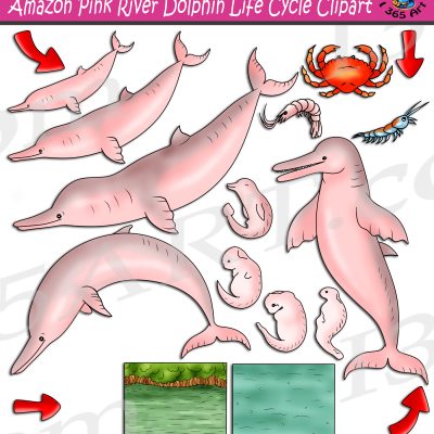 Amazon Pink River Dolphin Life Cycle Clipart