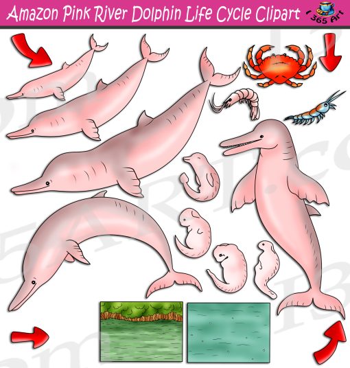 Amazon Pink River Dolphin Life Cycle Clipart