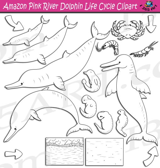 Amazon Pink River Dolphin Life Cycle Clipart