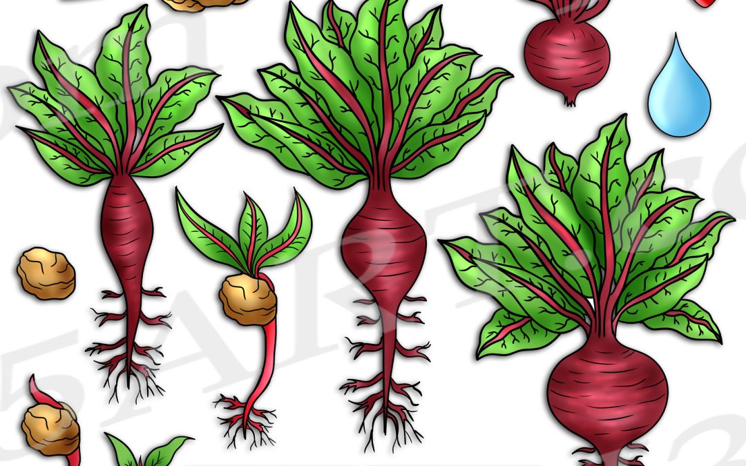 Beetroot Life Cycle Clipart Set Download