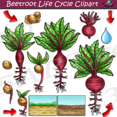 Beetroot Life Cycle Clipart