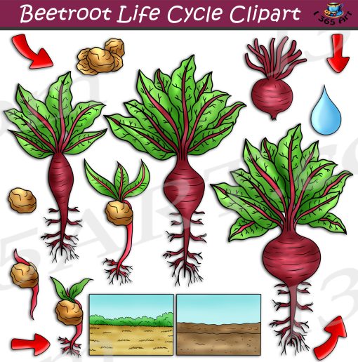 Beetroot Life Cycle Clipart