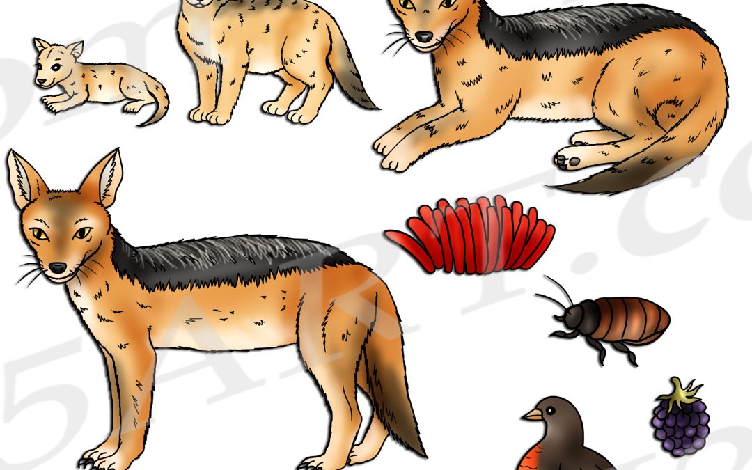 Black-Backed Jackal Life Cycle Clipart Set Download