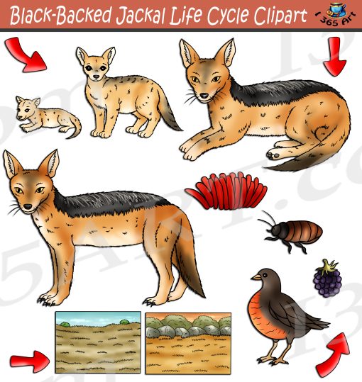 Black-Backed Jackal Life Cycle Clipart