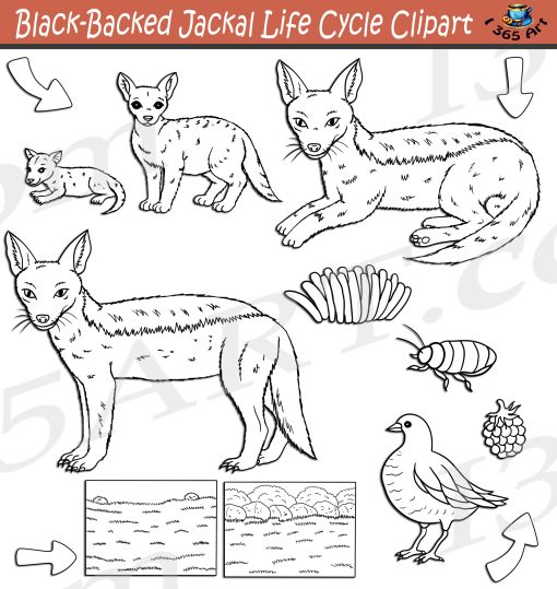 Black-Backed Jackal Life Cycle Clipart