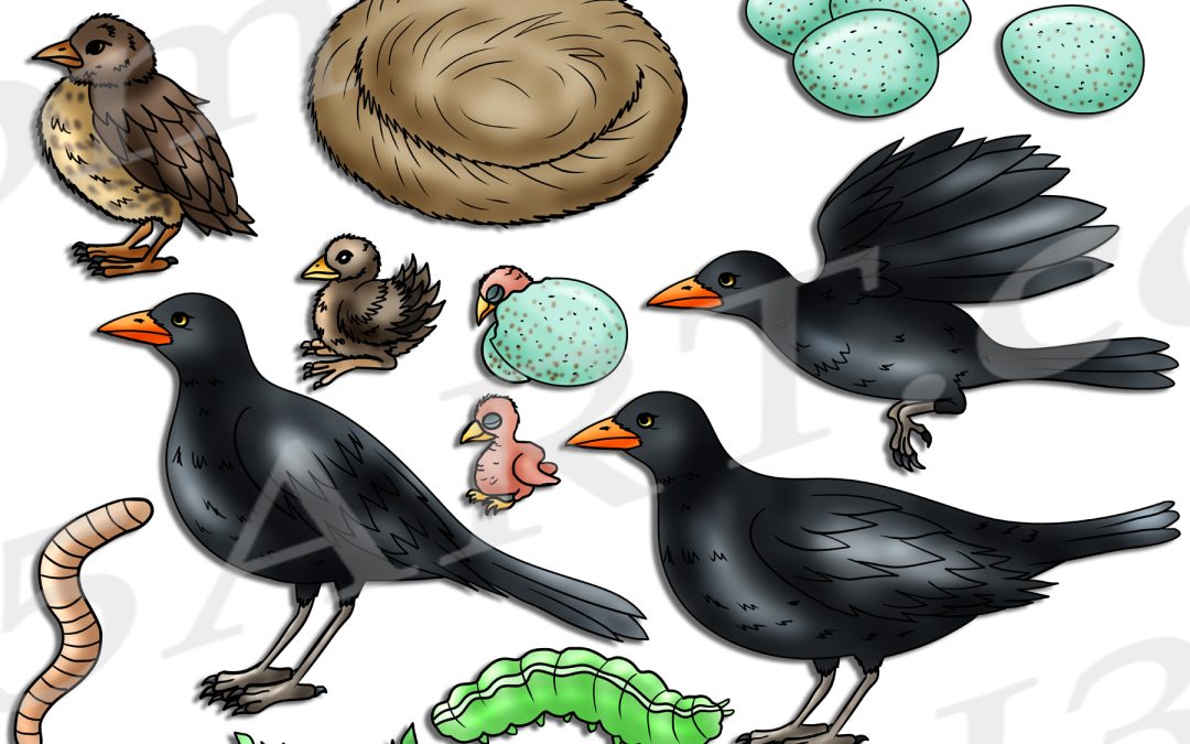 Blackbird Life Cycle Clipart Set Download