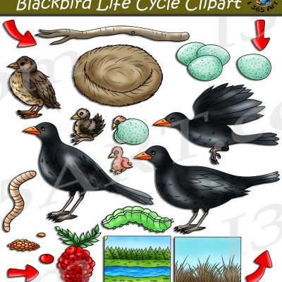 Blackbird Life Cycle Clipart