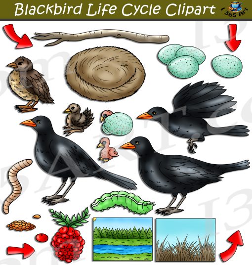 Blackbird Life Cycle Clipart