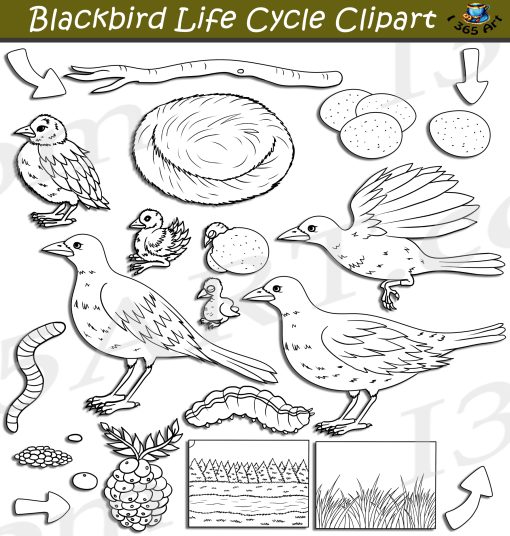 Blackbird Life Cycle Clipart