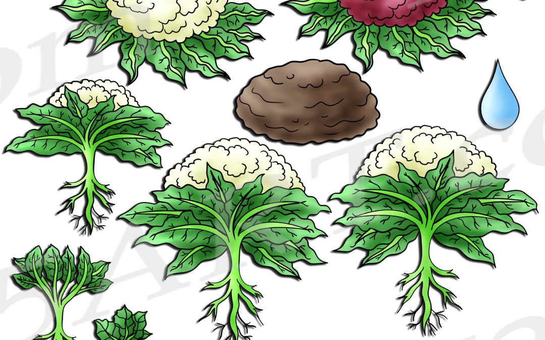 Cauliflower Life Cycle Clipart Set Download