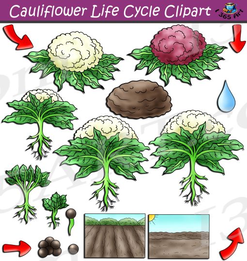 Cauliflower Life Cycle Clipart