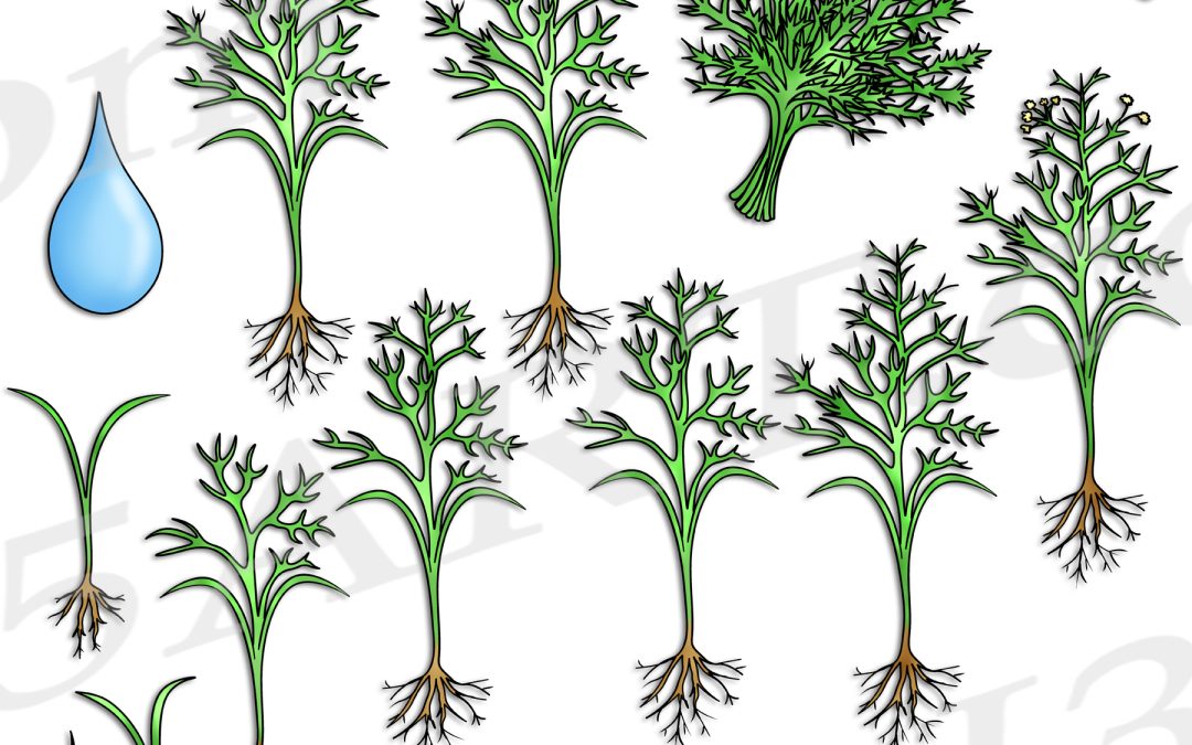 Dill Life Cycle Clipart Set Download