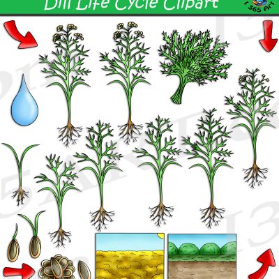 Dill Life Cycle Clipart