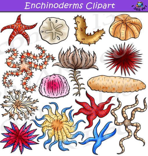 Echinoderms Clipart