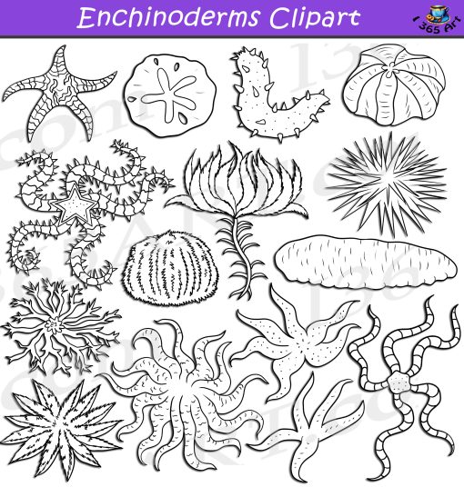 Echinoderms Clipart