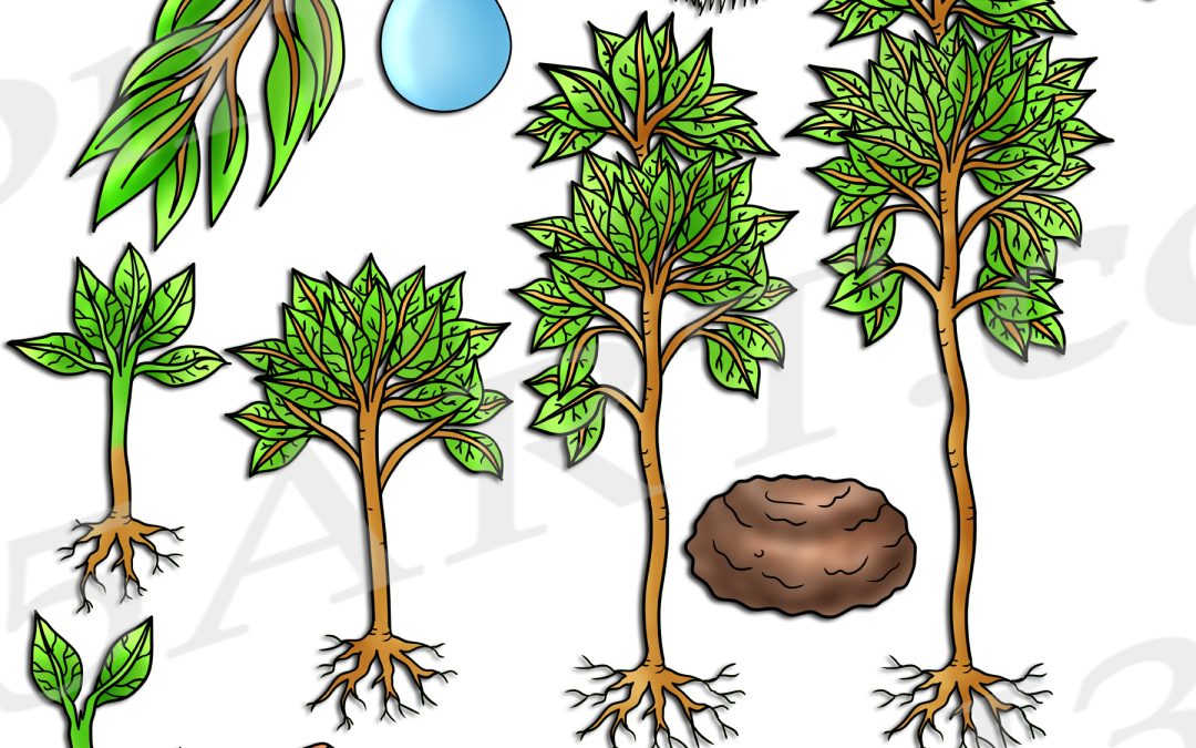 Eucalyptus Tree Life Cycle Clipart Set Download