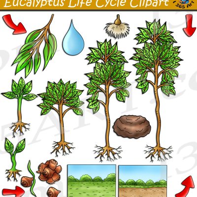 Eucalyptus Tree Life Cycle Clipart